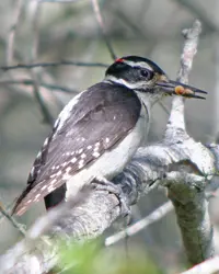 The Hairy Woodpecker is a long-beaked bird with a white belly, black wings, and a bright red spot on the back of its head